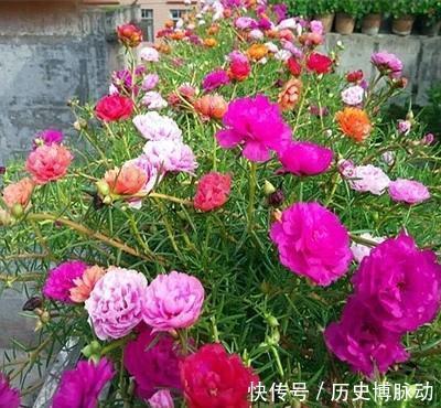 家门口别空着，种上4种花，开出一片花海，芳香四溢！