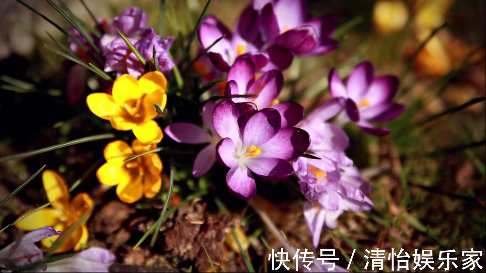 药用价值!此花精致优雅香味独特,具有很高的药用价值,象征着真心的爱情