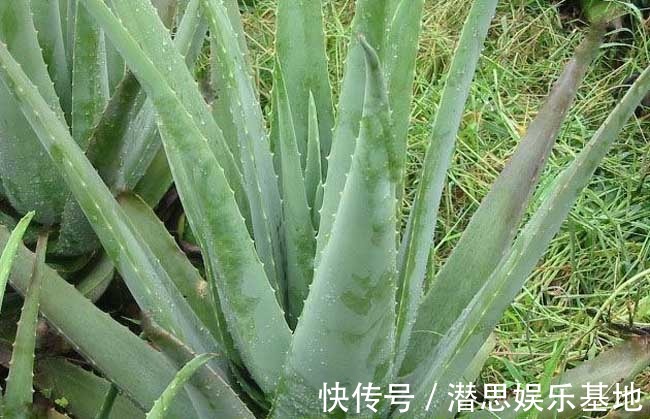 6种芦荟可食用,切开挖一勺汁液,敷在脸上能美容