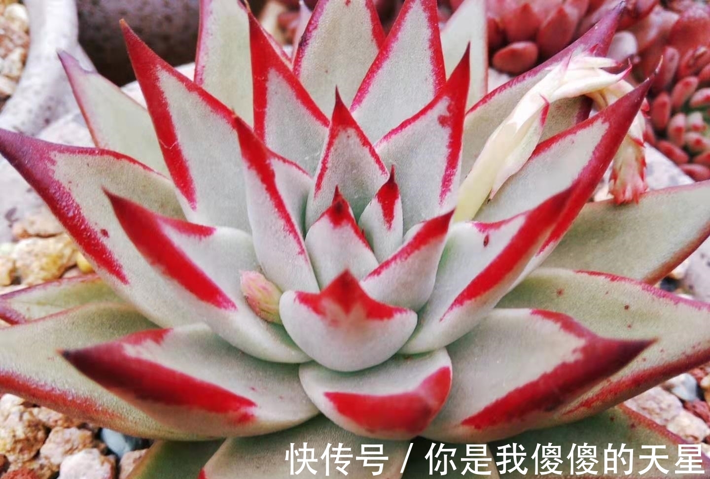 放在楼顶的多肉虽有轻微冻伤,但问题不大,目前依然还在坚持露养