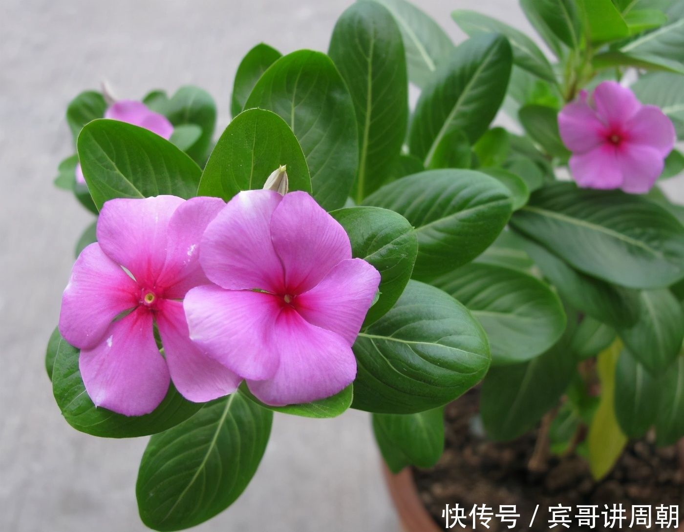 365天都在开花，2种花卉，开花能力强，一开开一年