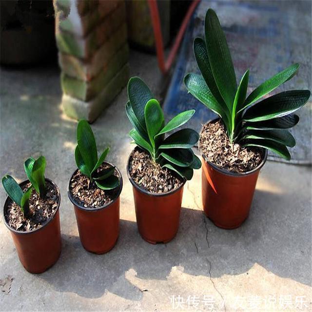 君子兰养了多年不见长，这3个问题是“病因”，赶紧解决吧