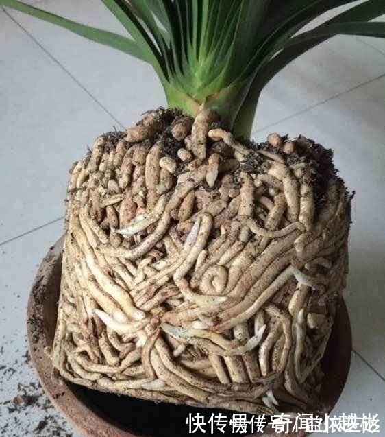 根部|养了10年的君子兰打翻,看清它根部后,还敢养这些植物吗?