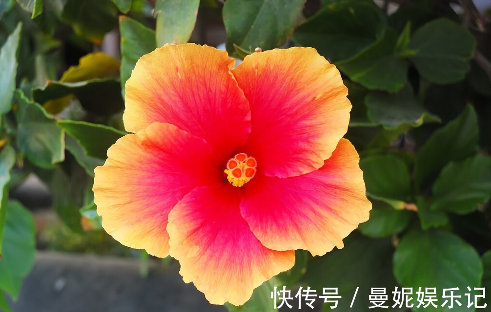 为了一盆花,家人关系彻底破裂,花有什么错?