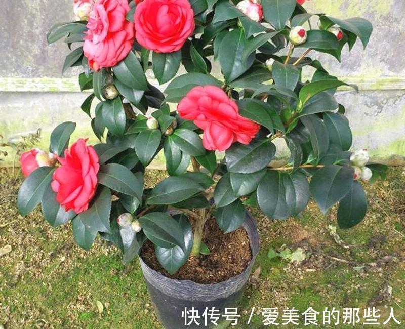 3种花,真的不怕寒冷,零度也能开花、很灿烂花很多特别美