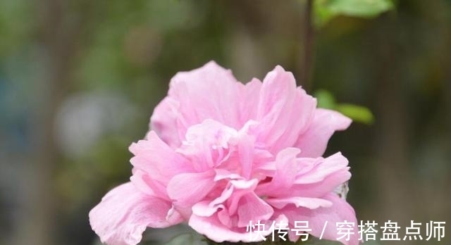 排毒养颜|神奇！这种花开花100多天，剪根枝条就能活，养一盆真不错！