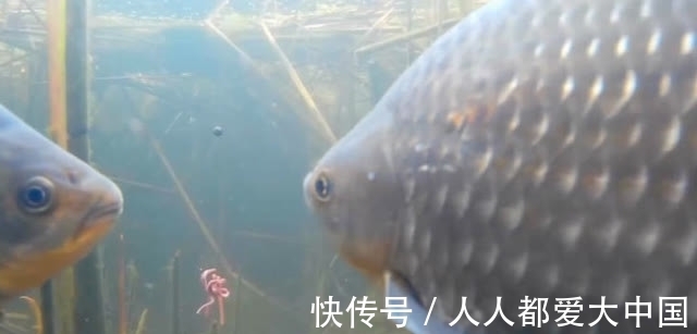 都是活饵,蚯蚓和红虫该如何选择?冬季作钓“三大定律”需掌握