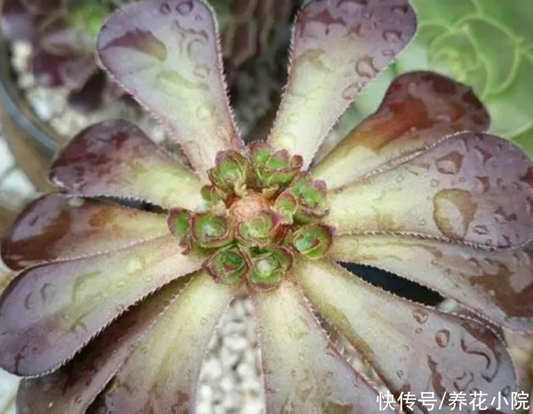 多头|养多肉黑法师,在枝头部位切一刀,爆出更多大“花头”