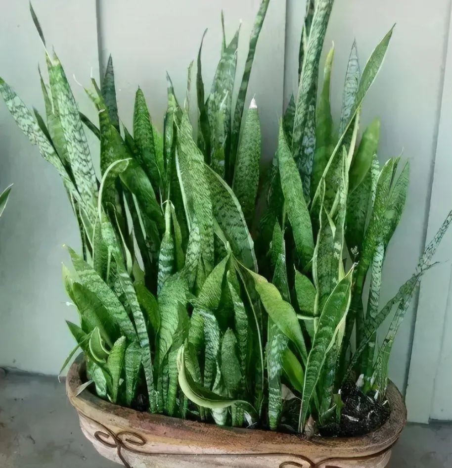 安置|养花人不可不知的知识盆栽此3款绿植,旺家旺人