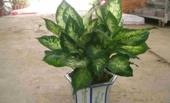 在家养殖万年青，这4方面不出错，盆栽只会越长越好变美