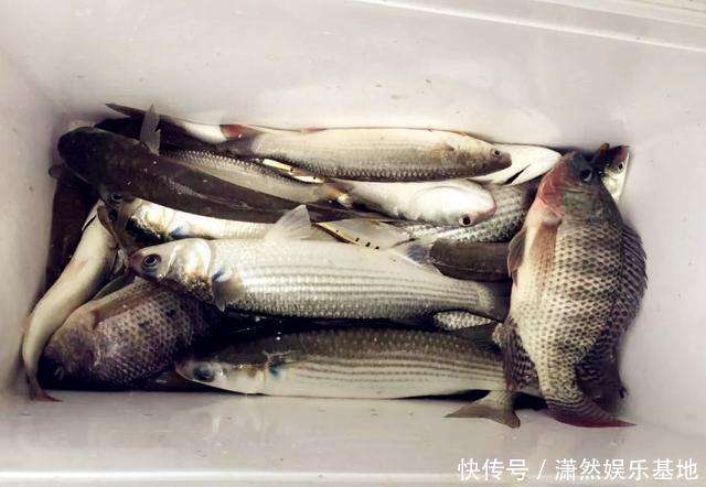 罗飞|珠江“白草鱼”泛滥,钓友爆护后担忧不已:会不会又是外来物种?