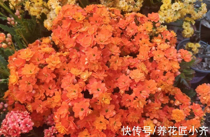 花市长寿花叶大花苞多？里面“猫腻”很多，不信你可以试一试