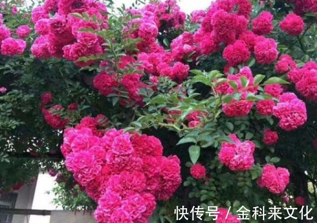 此花“冻不死”,比栀子花还香,一年花开200天,沾土就活!