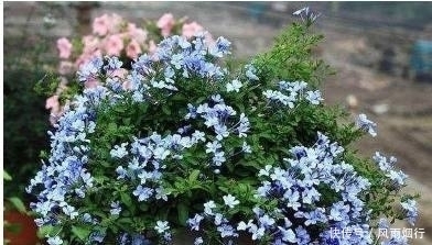 这5种花最适合新手养，花期长、好养活！再懒的人都能养爆盆！