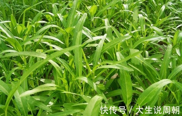 黑臭|女性不想肚子鼓鼓,多吃此菜,排出体内黑臭宿便,轻松甩掉大肚腩