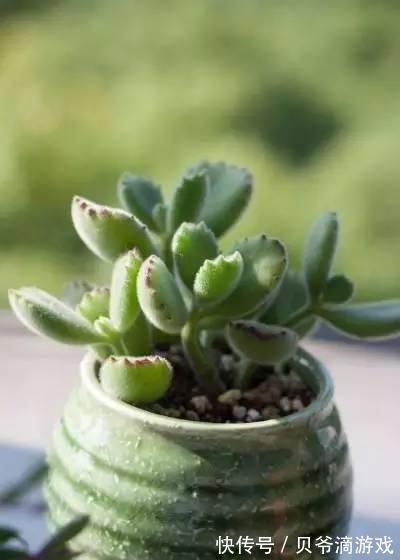 水和光多少是适量,50种常见多肉植物度夏攻略