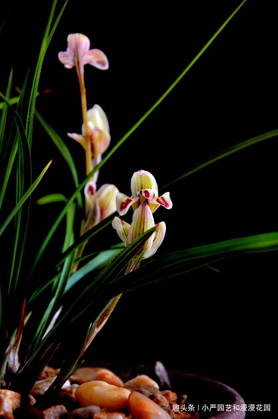 兰花只长叶不开花三大原因一一解决，让它花开爆盆！