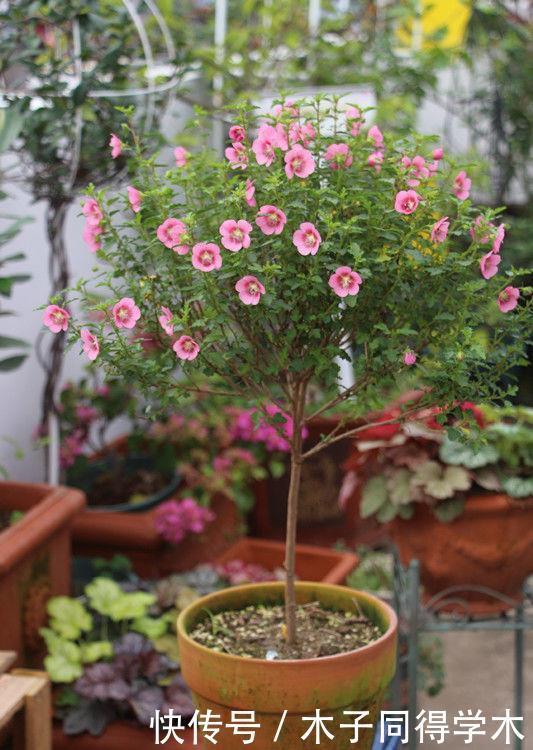 家里养此款花卉,便宜又好养,阳台开花变温馨小花园
