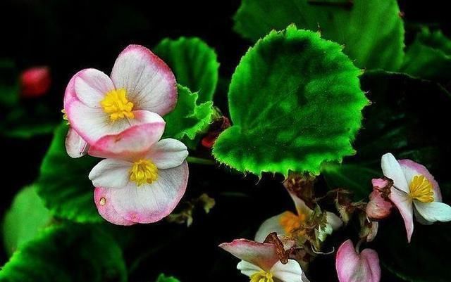 卫生间适合养什么花推荐几种好活耐湿花,净化空气没异味