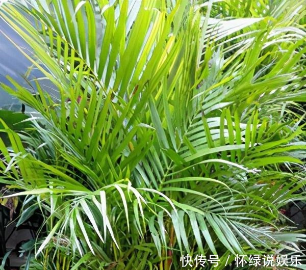 试试|散尾葵是什么神仙绿植,教你几招,养的枝繁叶茂,快来试试