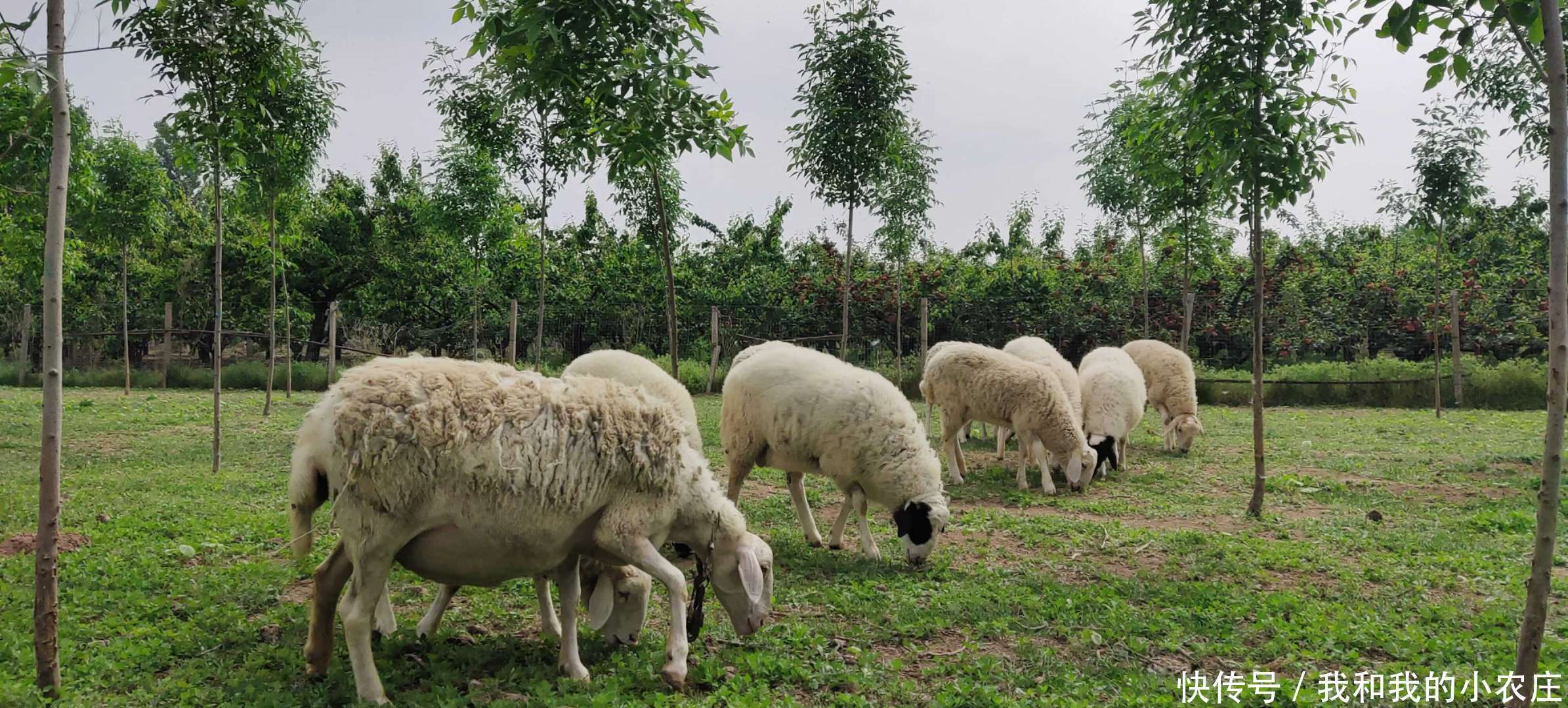 症状|羊刚怀孕会有哪些症状呢？3方面综合分析，可判断羊是否怀孕了