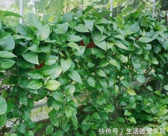 吸毒草吸毒草|3种花很耐养,沾土就能活,浇水就疯长,夏季也能疯长不停