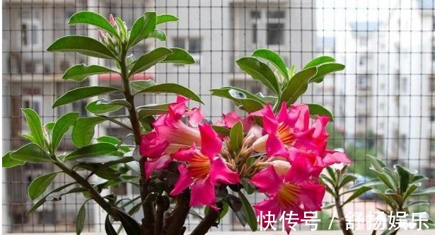 阳台养花,只要避免这些问题,花养出来旺盛,开花多,要收好