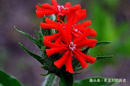 此花富丽多彩秀丽典雅，显得独特又寂寞，给人一种孤独的美