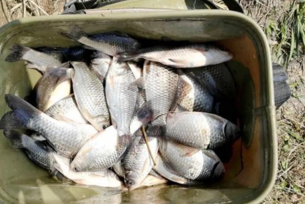 冬天钓鱼没上几条就停口?野钓的第一大难题,这样解决才有效