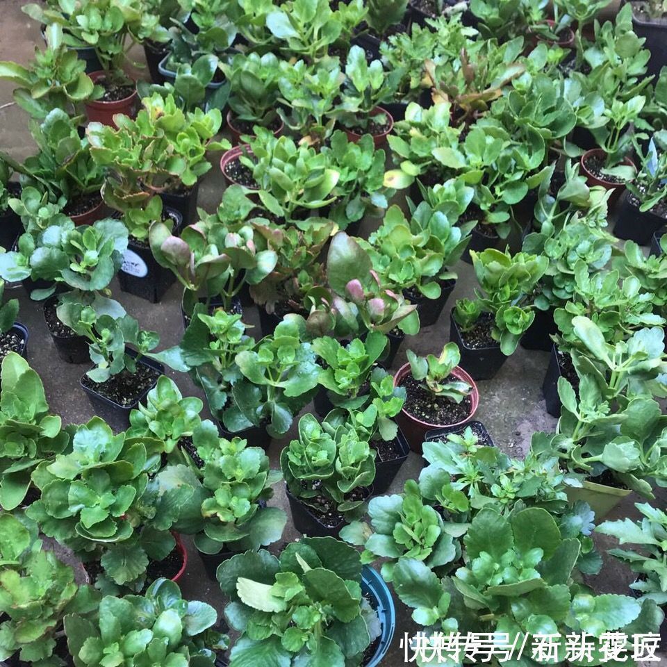 花海|她对长寿花“痴迷”，2个阳台、6个窗台都摆满了，过年开成花海