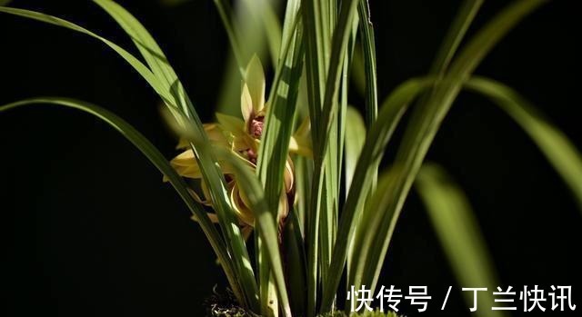 土壤|养兰花时多菌灵如何使用?很多网友不知道,用错了不仅无效还有害