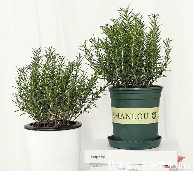 这6种花 再穷也要养 气味芬芳,杀菌抑菌!