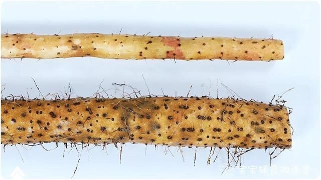 半根山药2个蛋黄，这样做补脑又润肺，上桌瞬间秒光！