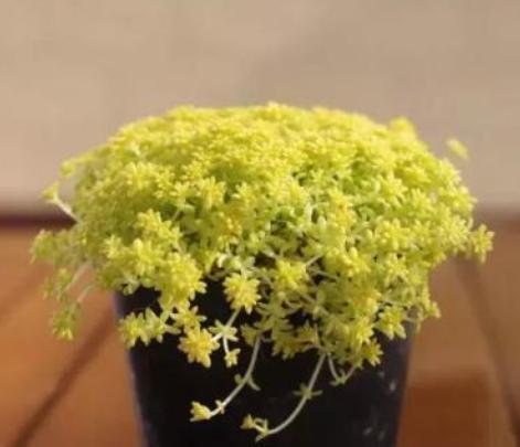 见阳光就疯长的“多肉”植物,“黄金万年草”好看易爆盆