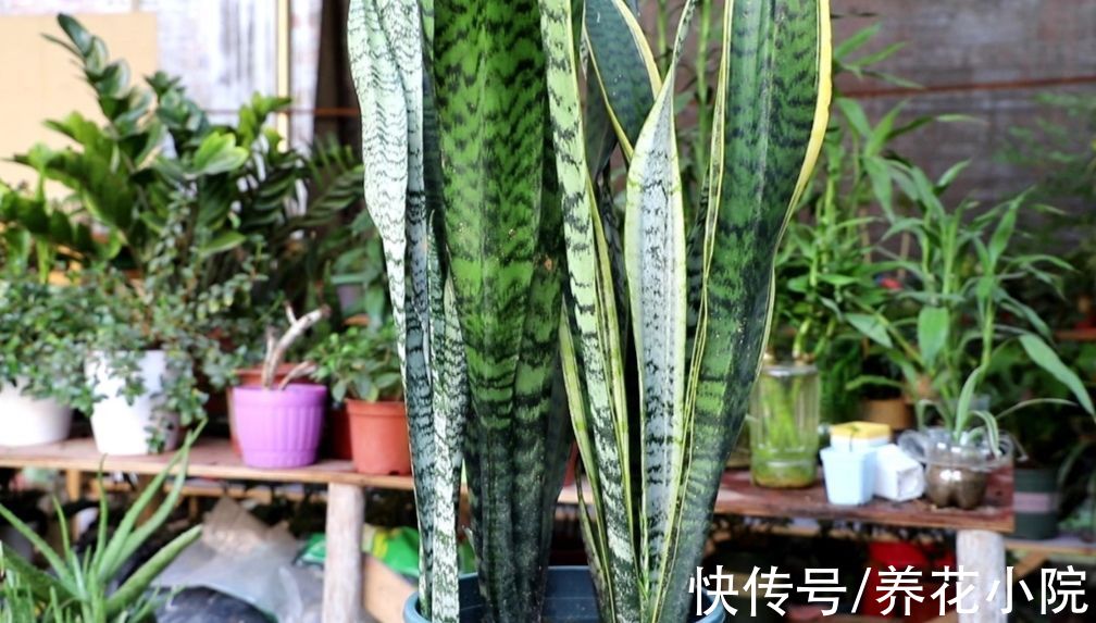浇水|6种花“喝水少”，不用浇太勤，漂亮还好养