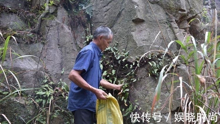 止咳|农村一种奇特野草，生长在石头上价值却很高，是民间“止咳”良药