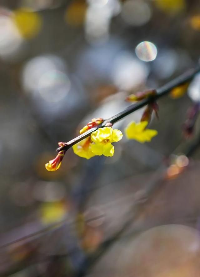 迎春花开报春来，带你一起云赏花