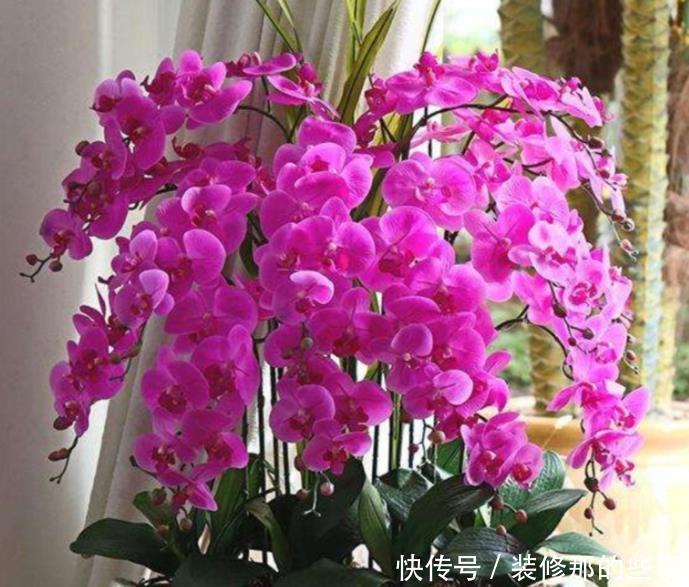 4种漂亮花,开花五彩缤纷,绚丽多彩,懒人最爱