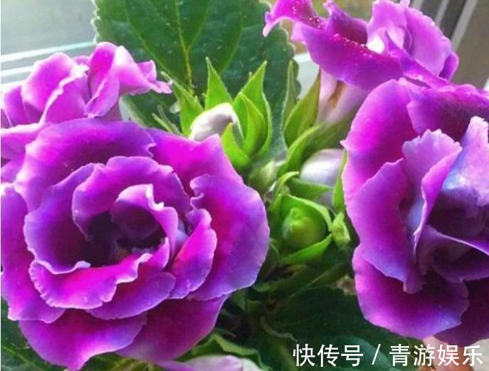 3种花养了就爆盆,好养易活开花漂亮,花量大不操心,越养越喜欢