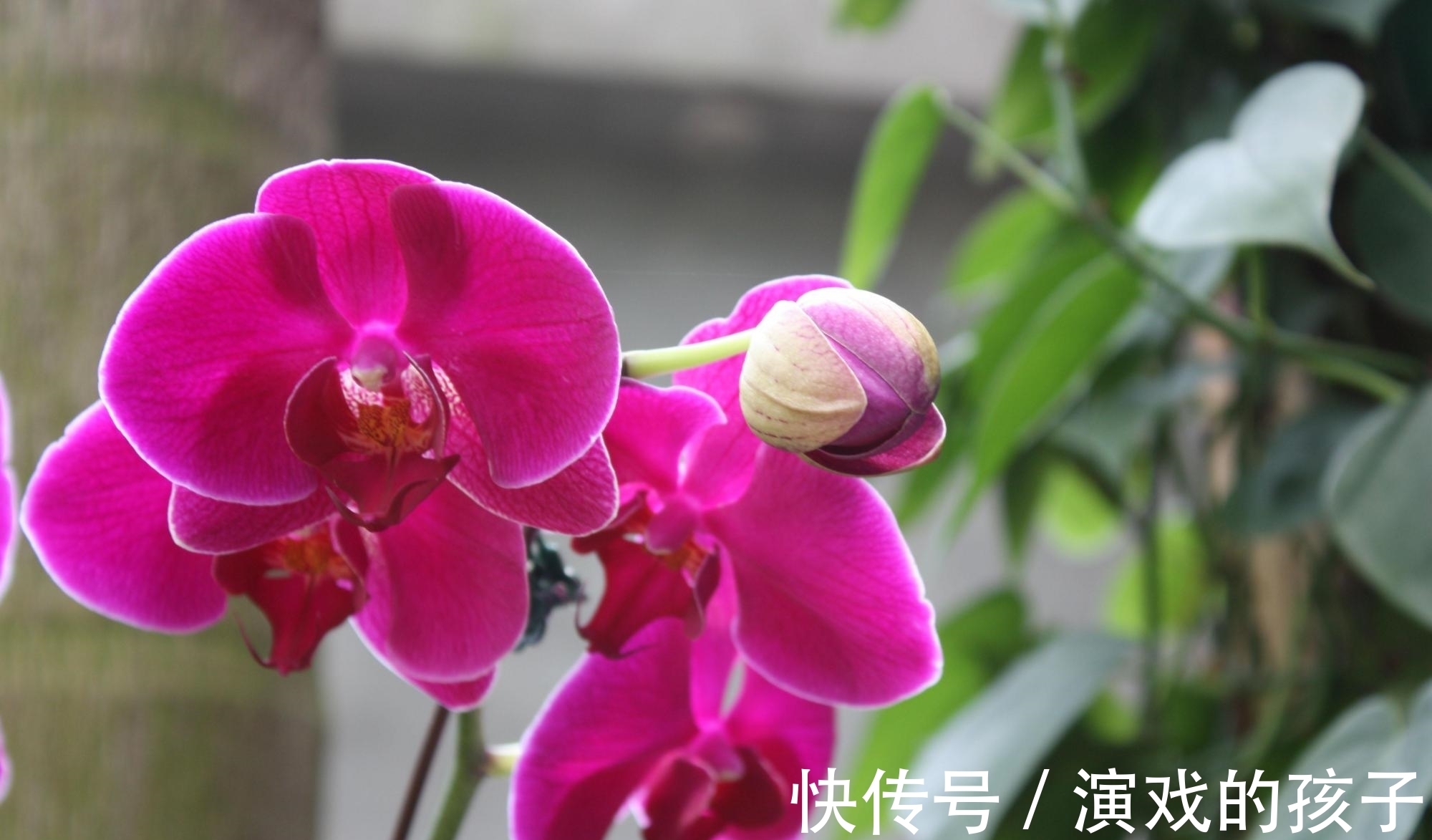 养殖|蝴蝶兰注意这4点,花苞绽放,越来越美
