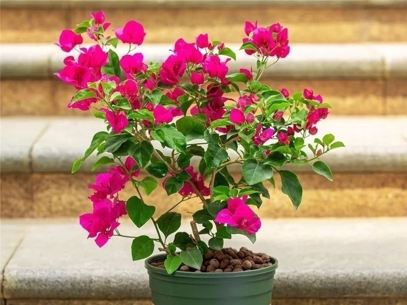 家养六种花,个个都是“醋坛子”,隔几天喝一点醋,叶子绿油油的,越长越旺盛