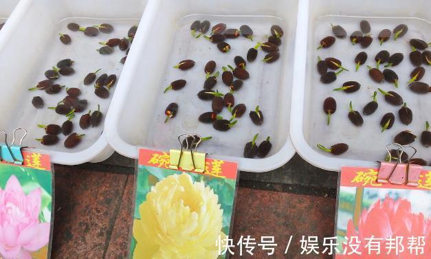 波斯菊|现在遇到5种花,请绕道走,管不住手就上当了