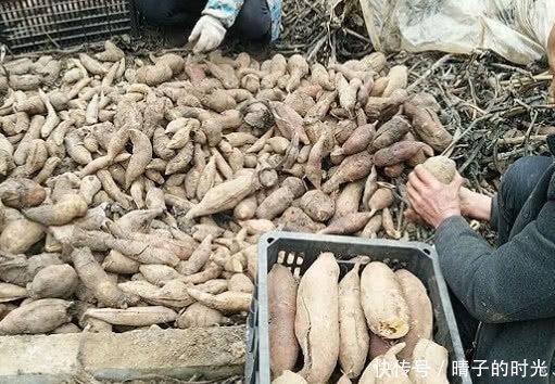 水果|这种长得像“红薯”的植物,原产于南美洲,可以被当做水果食用