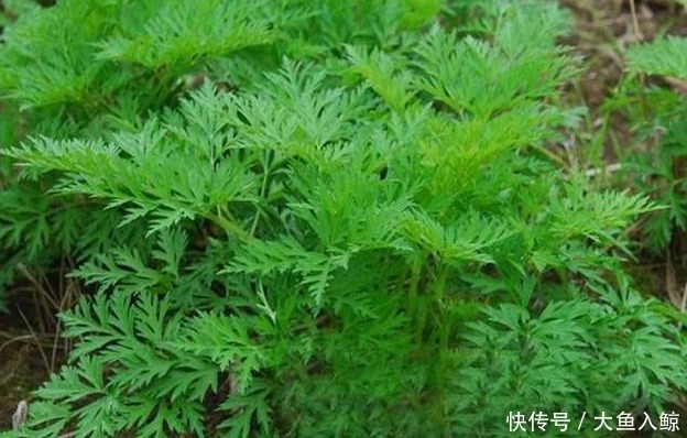 川芎|川芎对特发性震颤的作用有那些?