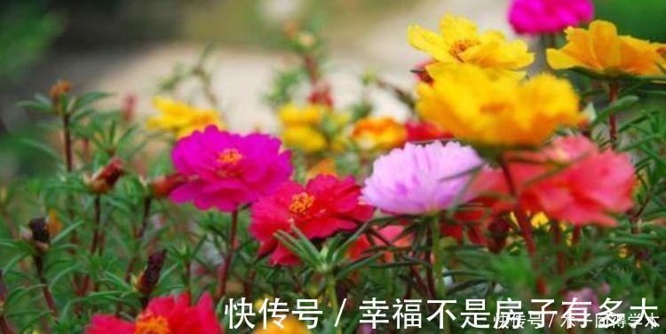 4种花是懒人的最爱,有阳光就爆盆,好养不操心