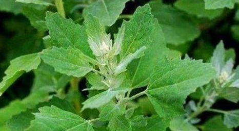 寒性食物|爱美女性不妨多吃三种食物，营养丰富、改善体质，早吃早好！