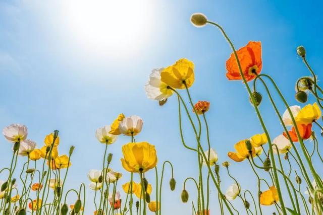 君子!五十岁之后,做到三个“不争”,后半生会越来越顺!