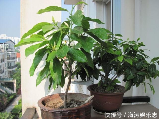 修剪|这花比茉莉还好闻,家里养一盆,花一开就是大半年!