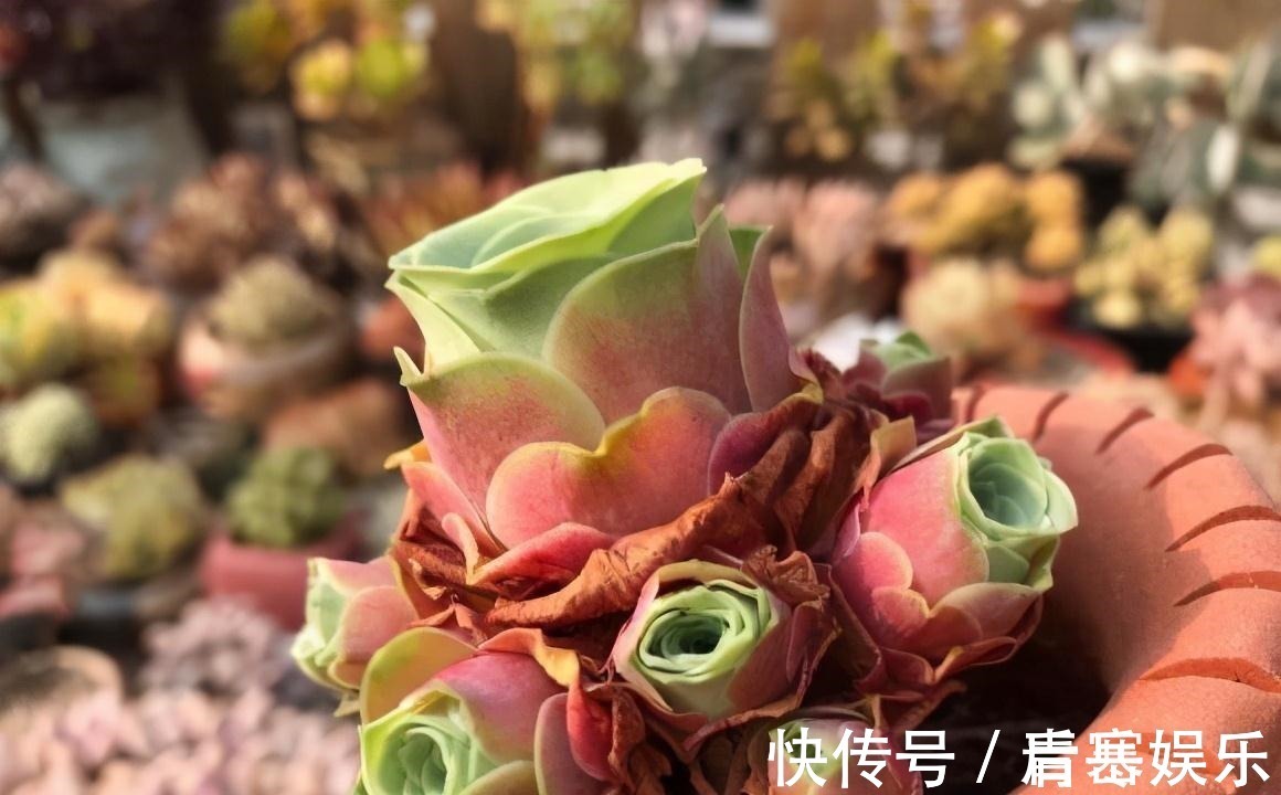 品种|张大哥养肉10多年,总结出4个“耐热品种”,肉迷都喜欢