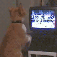 |搞笑动图:看你这么热情,本猫神就跟你握个手吧!